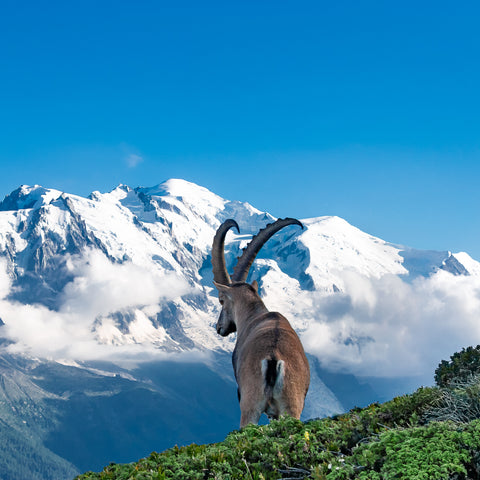 Ibex standing in front of Mont Blanc on the Tour du Mont Blanc trek