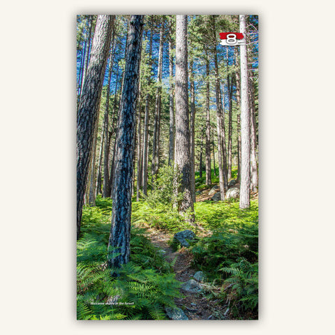 Image of beautiful forest in Knife Edge Outdoors Guidebook to the Corsica GR20
