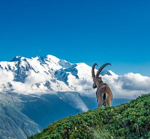 Ibex overlooks Mont Blanc