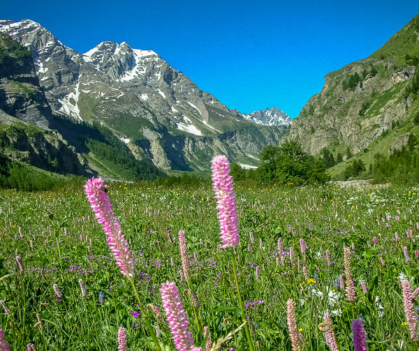 The wildflowers are staggering in the Fournel Valley on the GR54